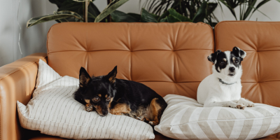 Pet Care